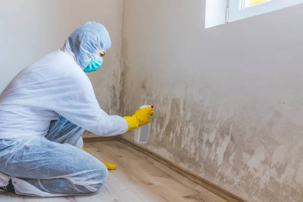 Licensed Black Mold Remediation service in Zeeland, MI - Car Mold Remediation