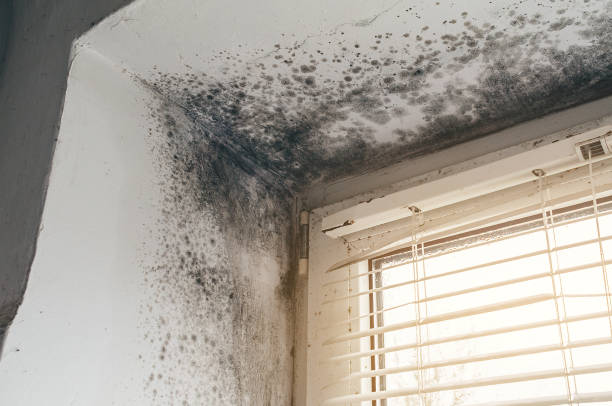Affordable Black Mold Remediation solutions in Zeeland, MI